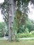 Beuk – Watermaal-Bosvoorde, Park van het Sint-Hubert collège, Charle-Albertlaan, 9 –  23 Juli 2002
