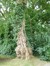 Robinia pseudoacacia var. inermis – Watermael-Boitsfort, Cités-Jardin Le Logis et Floréal, Avenue des Archiducs –  13 Juin 2014