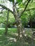 trompetboom – Watermaal-Bosvoorde, Jagersveldpark –  24 August 2017