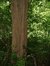 Celtis australis – Watermaal-Bosvoorde, Het privé-park van het Koninklijk Instituut voor Natuurwetenschappen van België en de Chablisweg, Windbreukweg, 4 –  17 Juli 2002