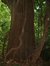 Chêne rouge d'Amérique – Watermael-Boitsfort, Parc privé de l'Institut royal des Sciences naturelles de Belgique et chemin des Chablis, Chemin des Chablis, 4 –  17 Juillet 2002