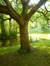 trompetboom – Watermaal-Bosvoorde, Leybeekpark –  06 August 2015