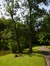 Populus x jackii – Watermaal-Bosvoorde, Leybeekpark –  06 August 2015