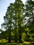 Cyprès chauve de Louisiane – Watermael-Boitsfort, Parc du Leybeek –  06 Août 2015