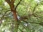 Celtis australis – Watermaal-Bosvoorde, Royale Belge Park , Vorstlaan, 23 –  10 September 2012