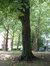 Carpinus betulus var. incisa – Watermaal-Bosvoorde, Tenreukenpark, Vorstlaan –  19 Juli 2002