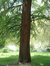Cyprès chauve de Louisiane – Watermael-Boitsfort, Parc Tenreuken, Avenue du Grand Forestier –  19 Juillet 2002
