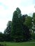 Cyprès chauve de Louisiane – Watermael-Boitsfort, Parc Tenreuken, Boulevard du Souverain –  19 Juillet 2002