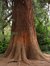Sequoia géant – Watermael-Boitsfort, Parc Tournay - Solvay, Chaussée de La Hulpe –  26 Juillet 2002