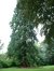 Sequoia géant – Watermael-Boitsfort, Parc Tournay - Solvay, Chaussée de La Hulpe –  26 Juillet 2002