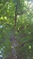Tilleul à larges feuilles – Watermael-Boitsfort, Parc Tournay - Solvay –  18 Juillet 2017