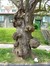 Cerisier du Japon – Watermael-Boitsfort, Cités-Jardin Le Logis et Floréal, Avenue des Archiducs, 30 –  13 Juin 2014