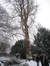 Japanse notenboom – St.- Lambrechts - Woluwe, Eigendom Voot, Vootstraat, 67 –  13 Januari 2010