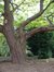 trompetboom – St.- Lambrechts - Woluwe, Private tuin Oeverstraat, Oeverstraat, 77 –  27 Juni 2002