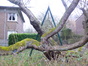 Catalpa à feuilles d'or – Woluwé-Saint-Lambert, Jardin privé rue de la Rive, Rue de la Rive, 77 –  10 Février 2015