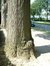 Chêne rouge d'Amérique – Woluwé-Saint-Lambert, Avenue Emile Vandervelde –  13 Août 2002