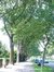 Chêne rouge d'Amérique – Woluwé-Saint-Lambert, Avenue Emile Vandervelde –  13 Août 2002