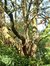 Acer macrophyllum – St.- Pieters - Woluwe, Acaciagaarde, 1 –  10 Oktober 2002