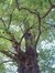 Gewone acacia – St.- Pieters - Woluwe, Nijvelsedreef, 28a –  08 Oktober 2002