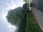 Tilleul commun &ndash; Woluwé-Saint-Pierre, Avenue de l'Aviation, 10 &ndash;  07 Juillet 2026