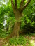 Chêne rouge d'Amérique – Woluwé-Saint-Pierre, Parc Parmentier –  20 Mai 2014