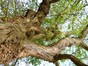 Gewone acacia – St.- Pieters - Woluwe, Parmentierpark –  24 Oktober 2012