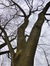 Japanse honingboom – St.- Pieters - Woluwe, Berm Generaal San Martin, Bovenberg –  02 February 2017