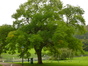 Japanse honingboom – St.- Pieters - Woluwe, Park van Woluwe –  08 September 2014