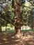 Pinus cembra – Anderlecht, Astridpark, parc –  17 April 2003
