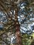 Pinus cembra – Anderlecht, Astridpark, parc –  17 April 2003