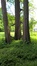Cyprès chauve de Louisiane – Uccle, Parc de Wolvendael –  25 Mai 2016