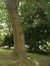 Peuplier grisard – Auderghem, Parc Seny, parc –  22 Juillet 2002