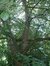 Peuplier grisard – Auderghem, Parc Seny, parc –  22 Juillet 2002