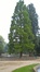 chineze sequoia – Brussel, Clementinasquare –  15 Mei 2018