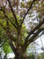Cerisier du Japon – Woluwé-Saint-Lambert, Ancienne propriété Floralies, Rue des Floralies, 17 –  13 Avril 2017