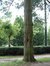 Pinus striata – Watermael-Boitsfort, Rue du Ministre –  07 Août 2002
