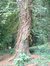 Picea omorika – Watermaal-Bosvoorde, Hondenberg, 4 –  23 Juli 2002
