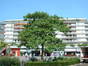 Paulownia impérial – Watermael-Boitsfort, Place Eugène Keym –  17 Juillet 2002