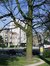 Gewone esdoorn – Schaarbeek, Vergote square, Vergotesquare –  05 April 2002