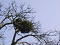 Gewone acacia – Schaarbeek, Vergote square, Vergotesquare, face 33 –  05 April 2002