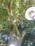 Acer platanoides f. rubrum – Schaerbeek, Place de Jamblinne de Meux, Place de Jamblinne de Meux, face 38 –  29 Septembre 2015