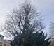 Acer platanoides f. rubrum &ndash; Schaerbeek, Place de Jamblinne de Meux, Place de Jamblinne de Meux, face 38 &ndash;  02 Décembre 2025