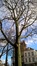 Acer platanoides f. rubrum – Schaerbeek, Place des Bienfaiteurs, Place des Bienfaiteurs –  28 Novembre 2017