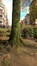 Acer platanoides f. rubrum – Schaerbeek, Place des Bienfaiteurs, Place des Bienfaiteurs –  28 Novembre 2017