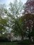 Erable à feuilles de frêne – Schaerbeek, Place des Bienfaiteurs, Place des Bienfaiteurs –  18 Avril 2002