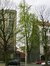 Ginkgo biloba 'Fastigiata', Avenue Huart Hamoir et Square Riga,  22 Avril 2002
