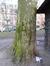 Platane à feuille d'érable – Schaerbeek, Avenue Huart Hamoir et Square Riga, Avenue Huart Hamoir –  10 Janvier 2013
