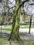 Platane à feuille d'érable – Schaerbeek, Avenue Huart Hamoir et Square Riga, Avenue Huart Hamoir –  22 Avril 2002