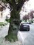 Cerisier du Japon – Woluwé-Saint-Lambert, Avenue Edouard Speeckaert, 62 –  23 Avril 2002