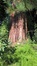 Sequoia géant – Auderghem, Jardin  Massart –  04 Juillet 2019